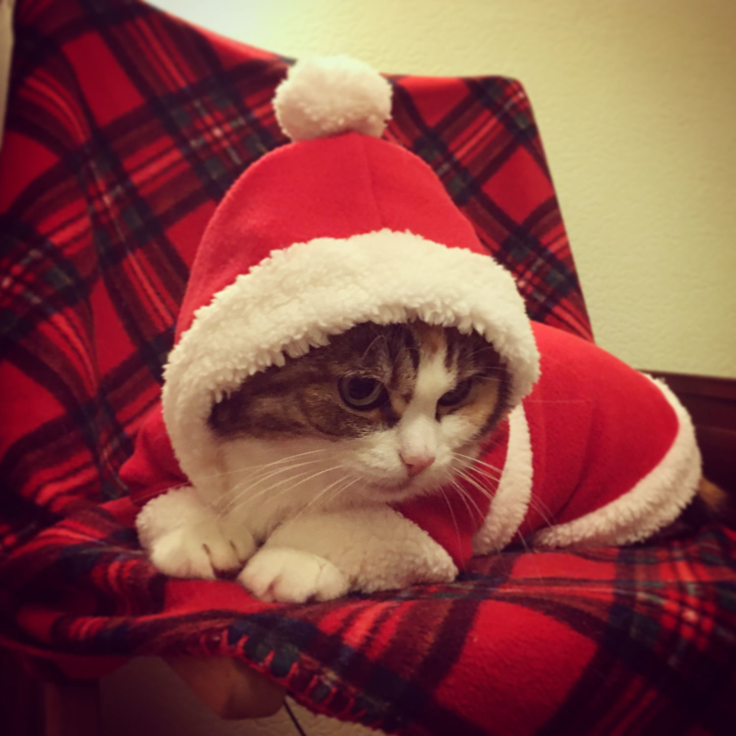 Photo №1 к отзыву покупателя Romanova Zhanna о товаре Новогодний костюмчик для кошек и собак