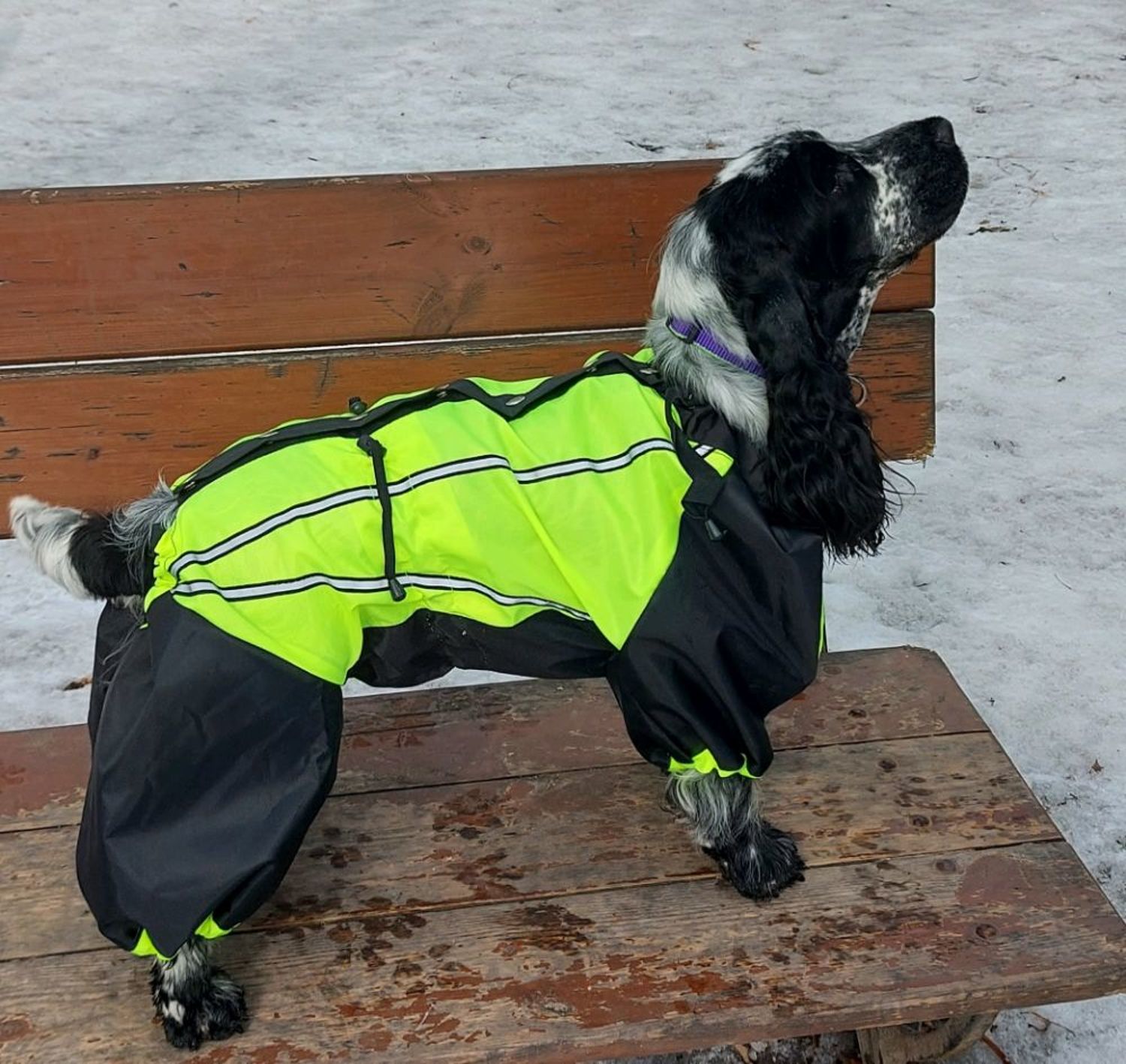 Фото №3 к отзыву покупателя Светлана Елизарова о товаре Комбинезон дождевик с шапкой . Одежда для собаки .