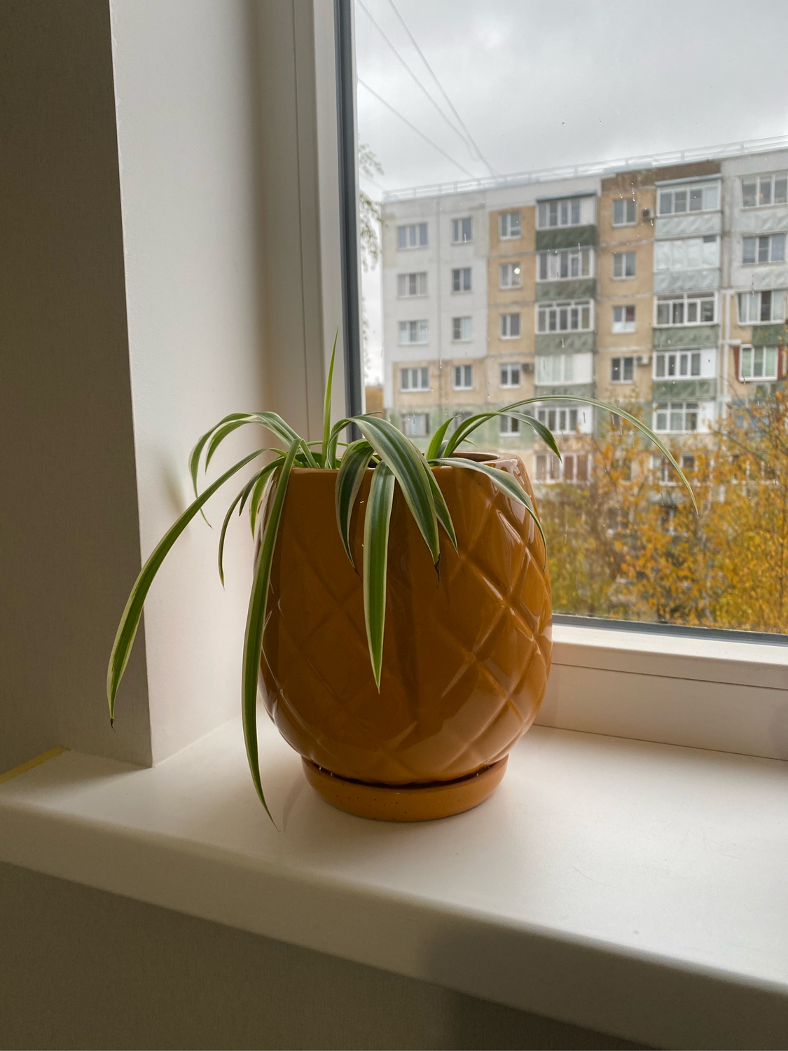 Photo №1 к отзыву покупателя Katya о товаре Горшок Ананас 2.5л