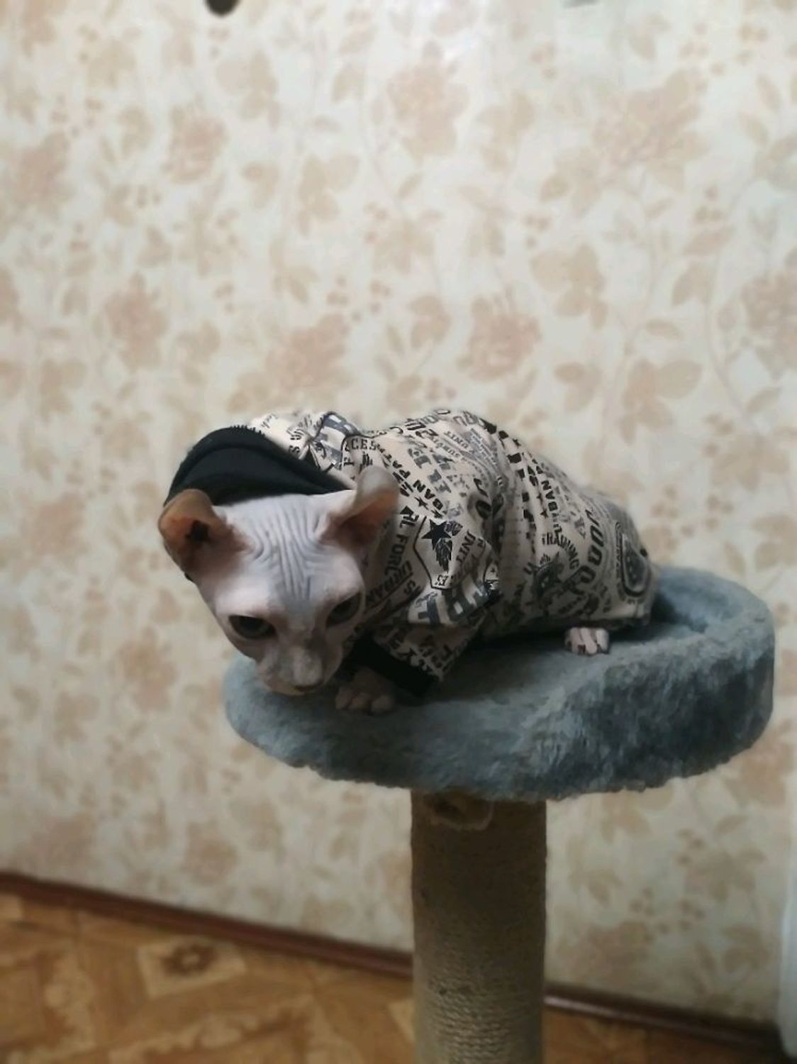 Photo №1 к отзыву покупателя Nadezhda о товаре Одежда для кошек "Комбинезон Рыжий кот"