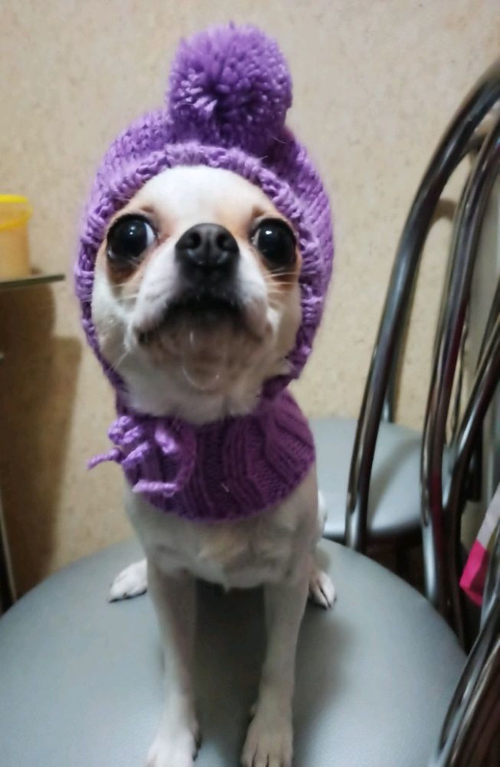 Photo №1 к отзыву покупателя Irina о товаре Шапка-шлем для маленькой собачки