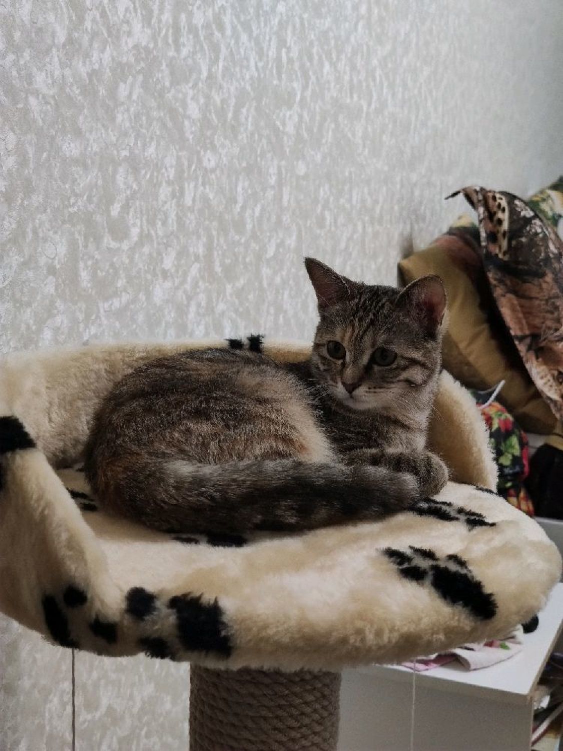 Photo №1 к отзыву покупателя Snudy. Aksessuary. Golovnye ubory. о товаре Когтеточки для кошек Мамба 85 см ( подходит для крупных пород)