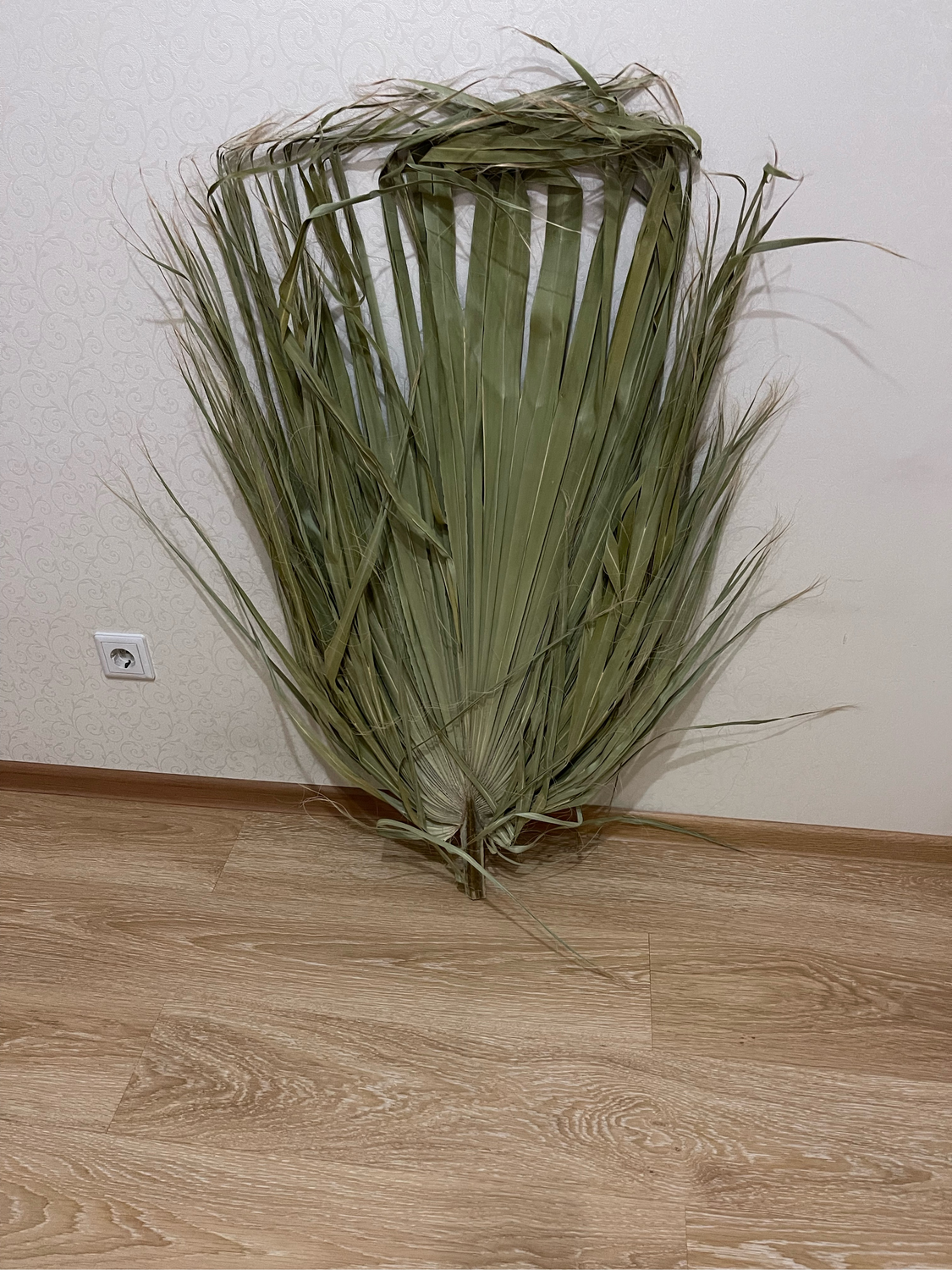Фото №1 к отзыву покупателя Ольга о товаре Лист пальмы Вашингтония 150 см