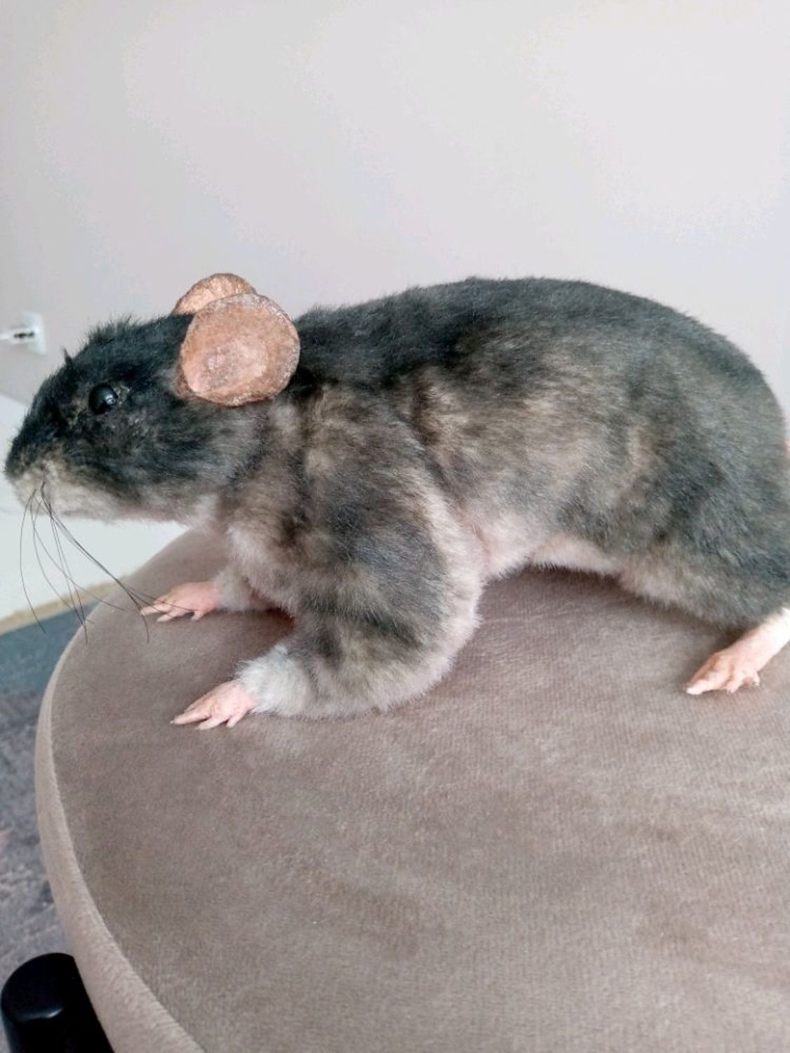 Photo №2 к отзыву покупателя Elena о товаре Крыса. Реалистичная игрушка из искусственного меха.