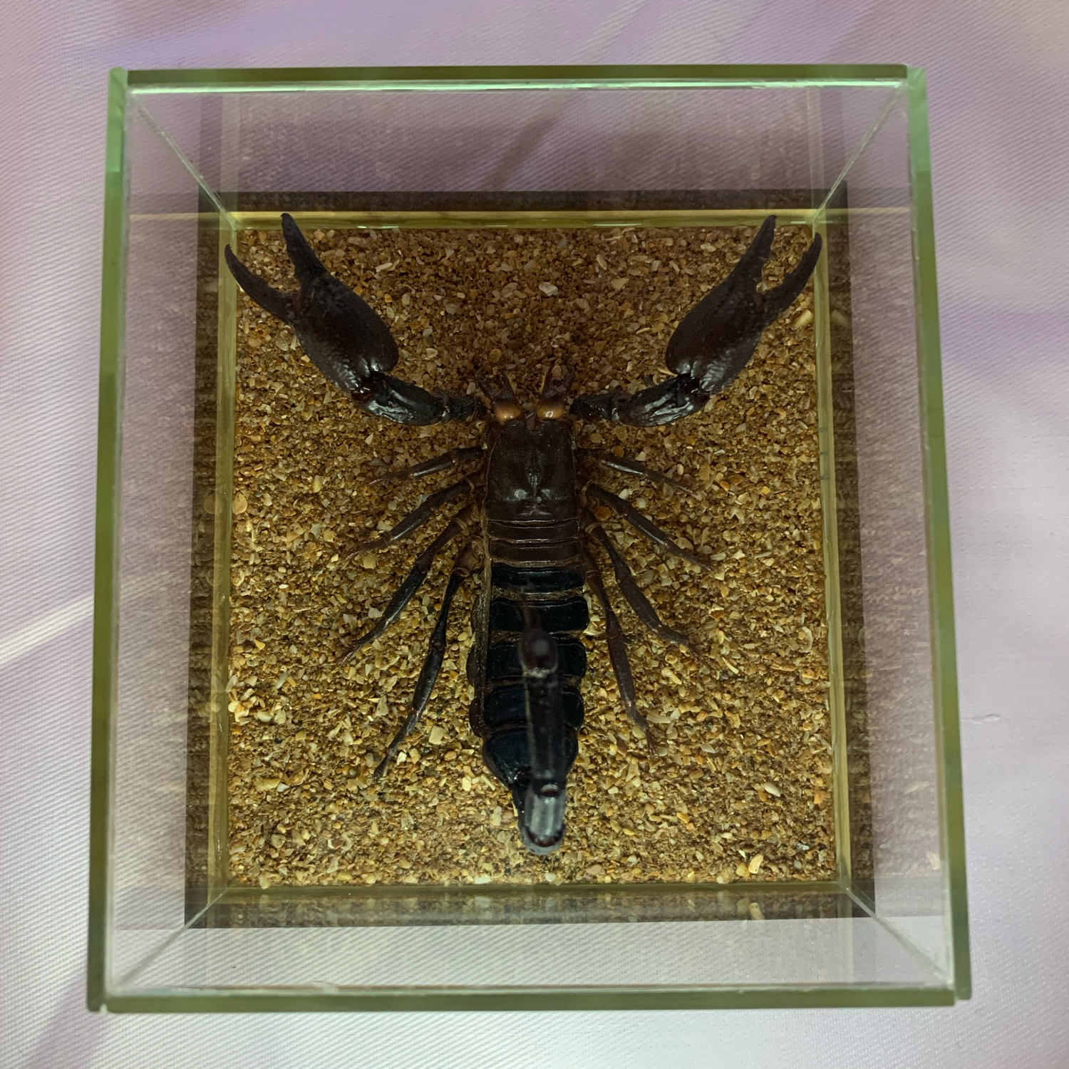 Photo №1 к отзыву покупателя Natalya о товаре Скорпион Heterometrus laoticus