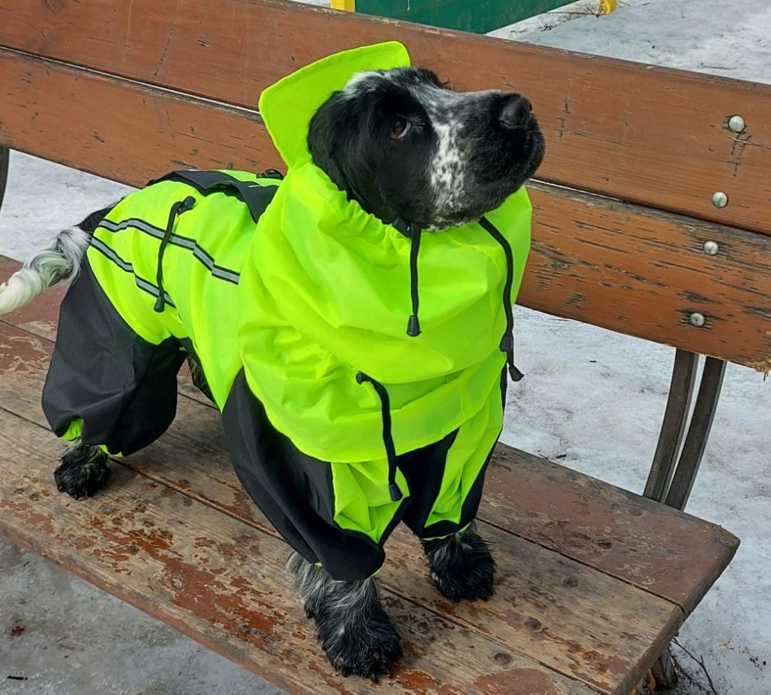 Фото №2 к отзыву покупателя Светлана Елизарова о товаре Комбинезон дождевик с шапкой . Одежда для собаки .