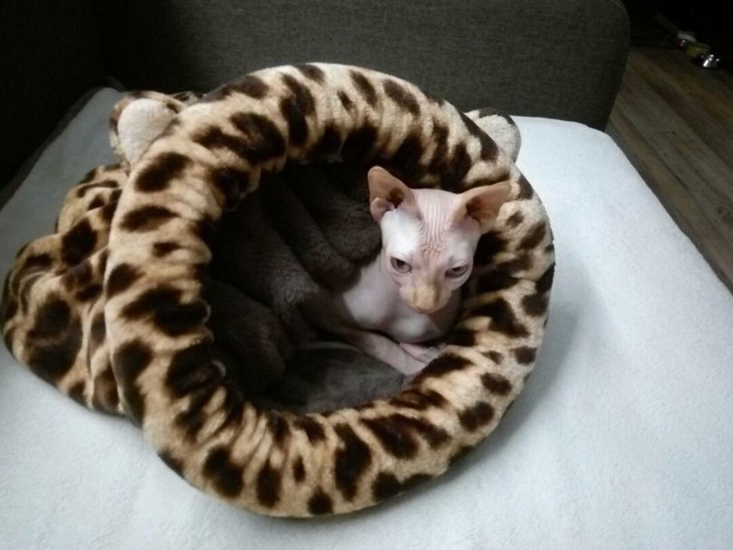 Фото №2 к отзыву покупателя Уварова Юлия о товаре Лежанка - спальный мешок для кошки "Леопард" принт