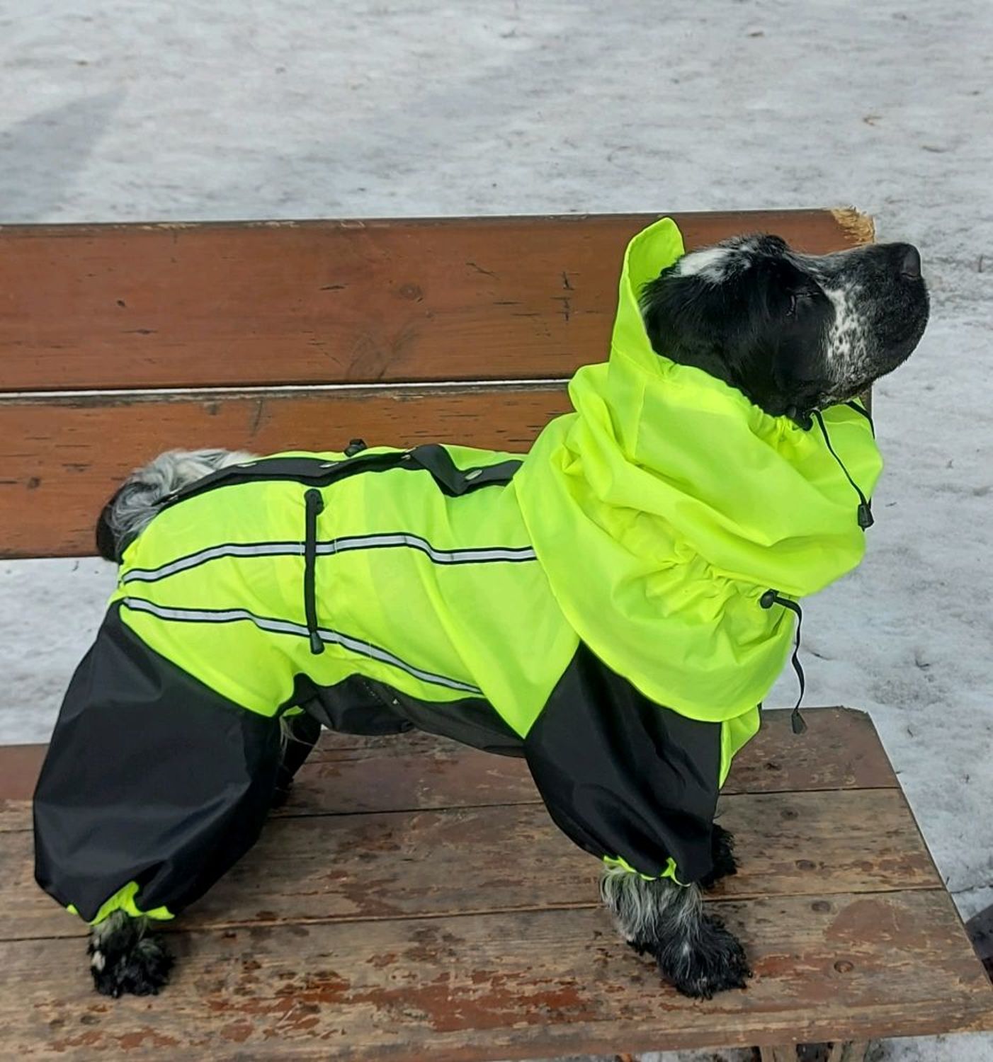Фото №1 к отзыву покупателя Светлана Елизарова о товаре Комбинезон дождевик с шапкой . Одежда для собаки .