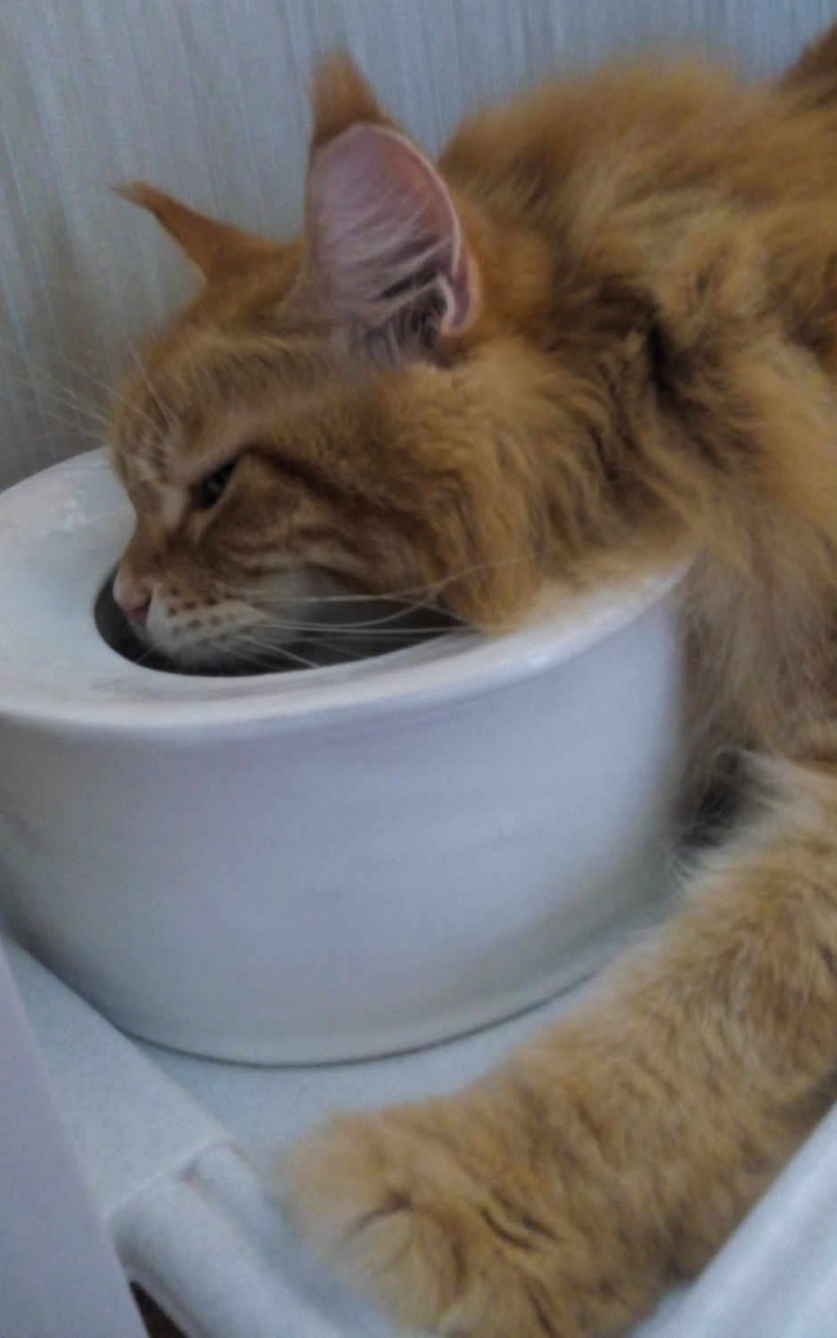 Фото №1 к отзыву покупателя Dmitry о товаре Миска непроливашка для котов алергиков