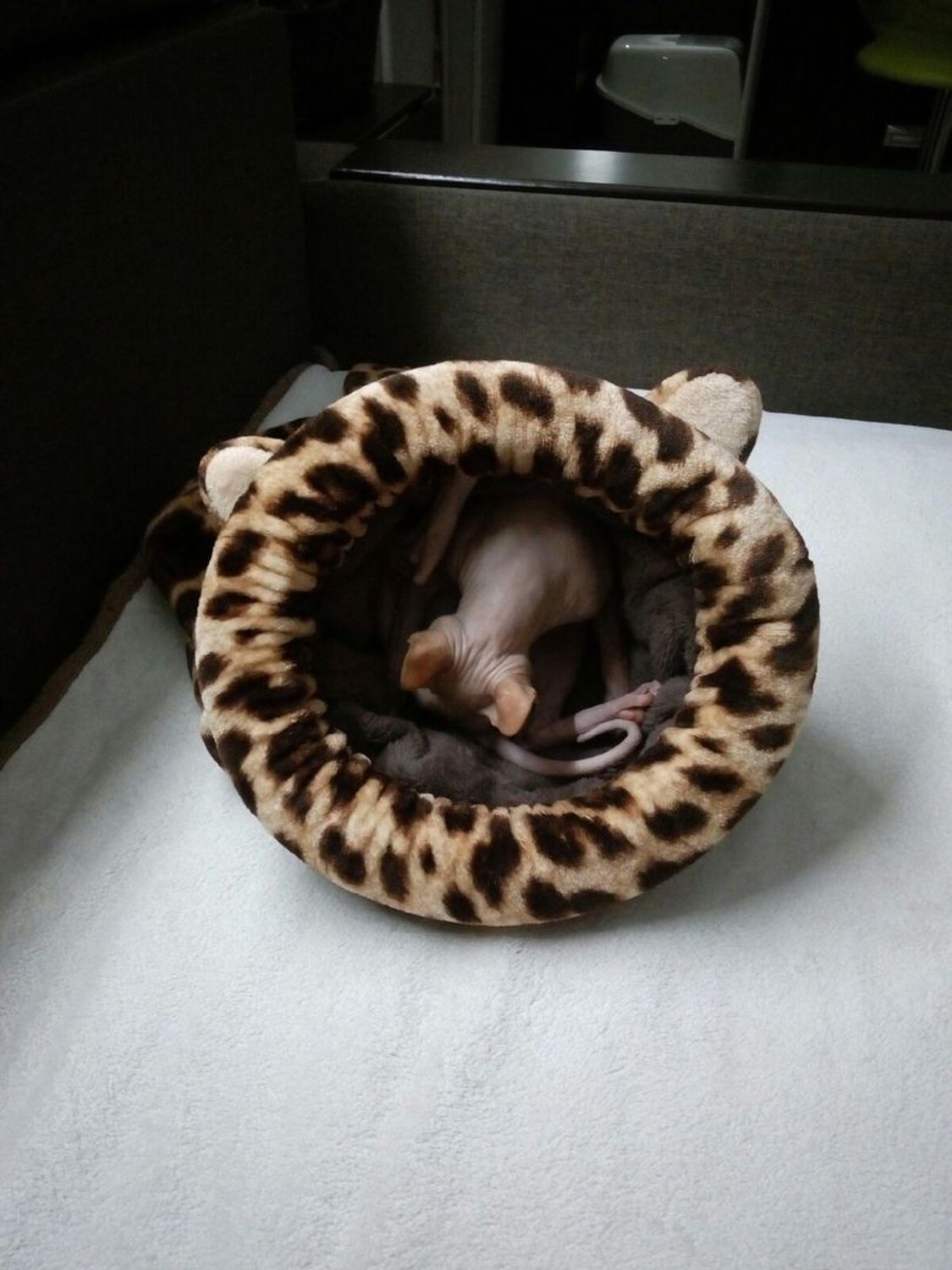 Фото №1 к отзыву покупателя Уварова Юлия о товаре Лежанка - спальный мешок для кошки "Леопард" принт