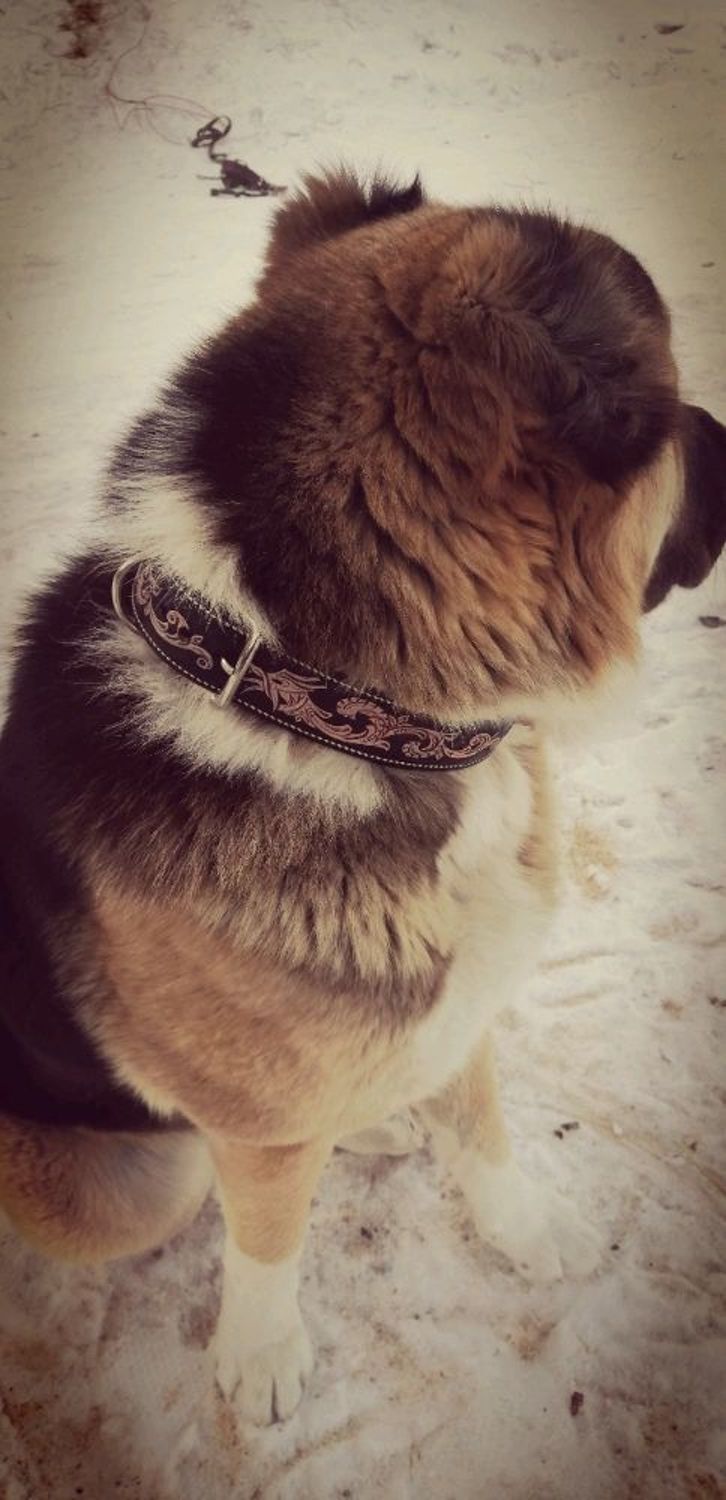 Photo №1 к отзыву покупателя Galeeva Marina о товаре Ошейник для собаки натуральная кожа, именной ошейник, кожаный ошейник