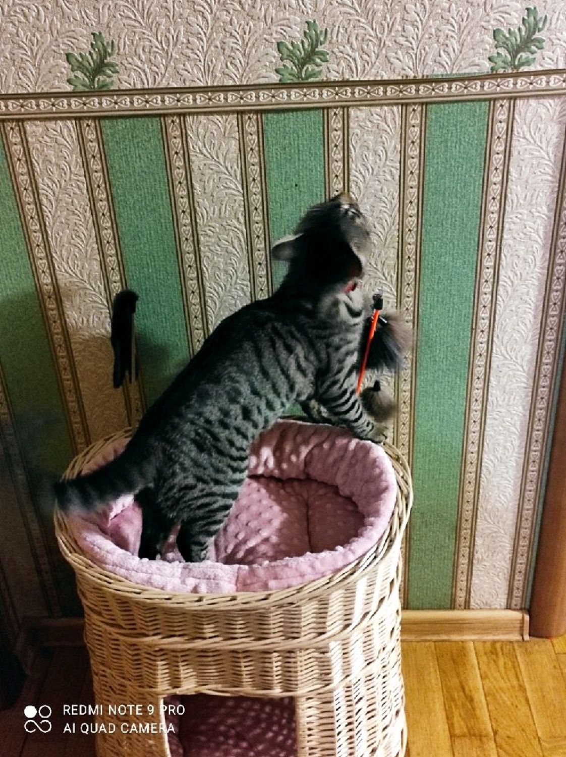 Фото №1 к отзыву покупателя Корнеева о товаре Домик для кошки плетеный овальный
