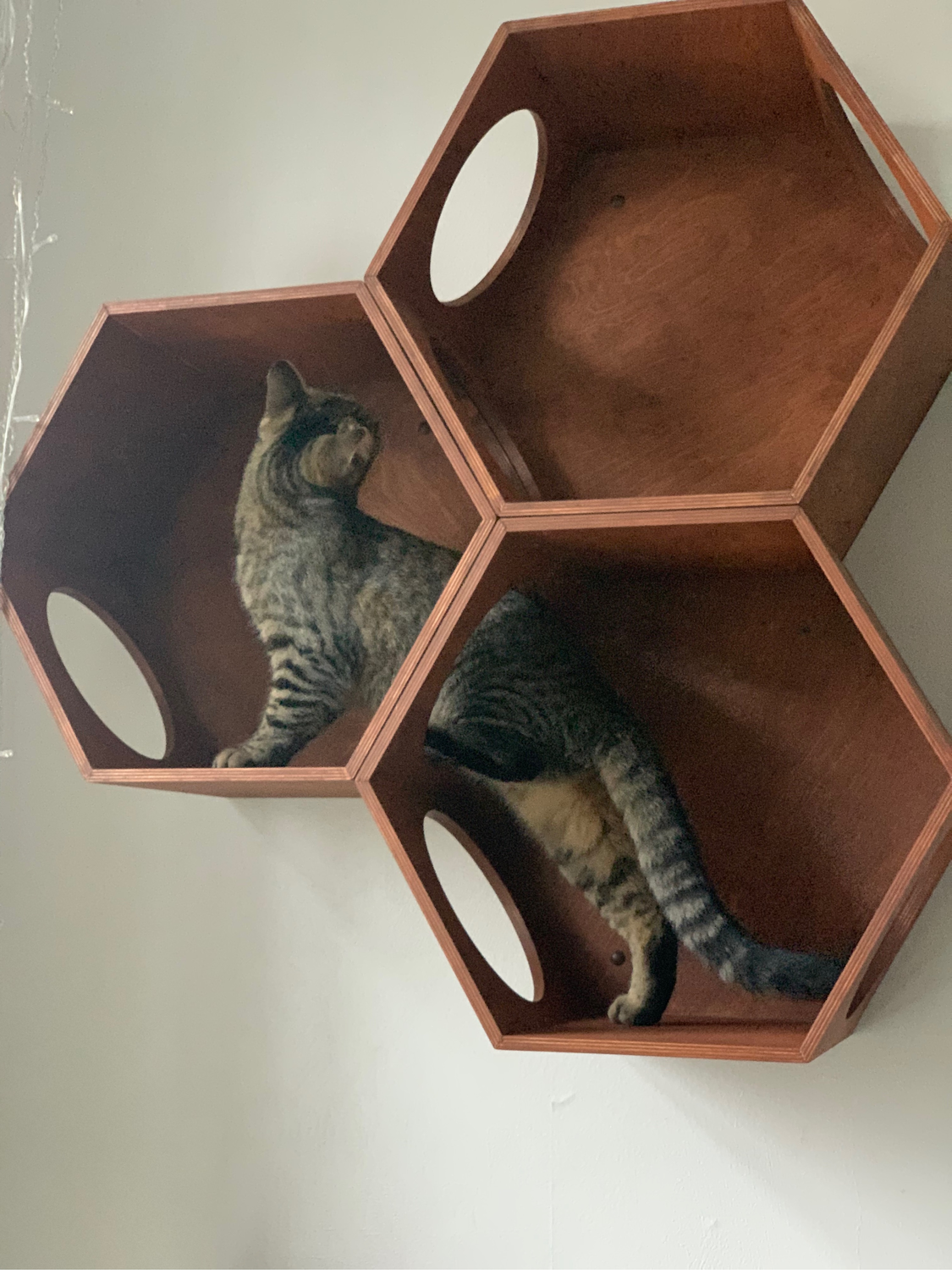 Photo №1 к отзыву покупателя Sofia Popova о товаре Модульный комплекс для кошек HoneyCat 