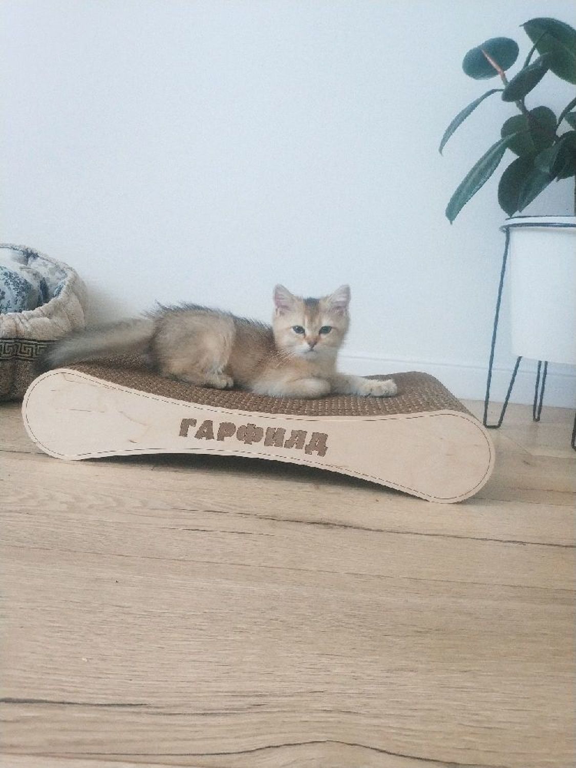 Фото №2 к отзыву покупателя Kseniya о товаре Когтеточка для котят "Малыш"