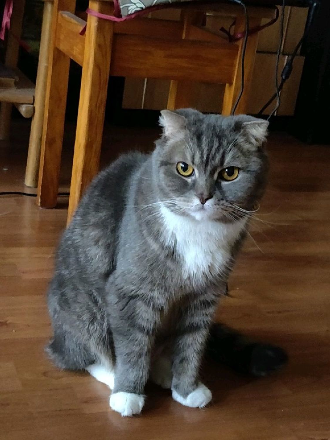 Photo №3 к отзыву покупателя Nikolaj о товаре Рисунок Вашей кошки собаки на шаре на заказ