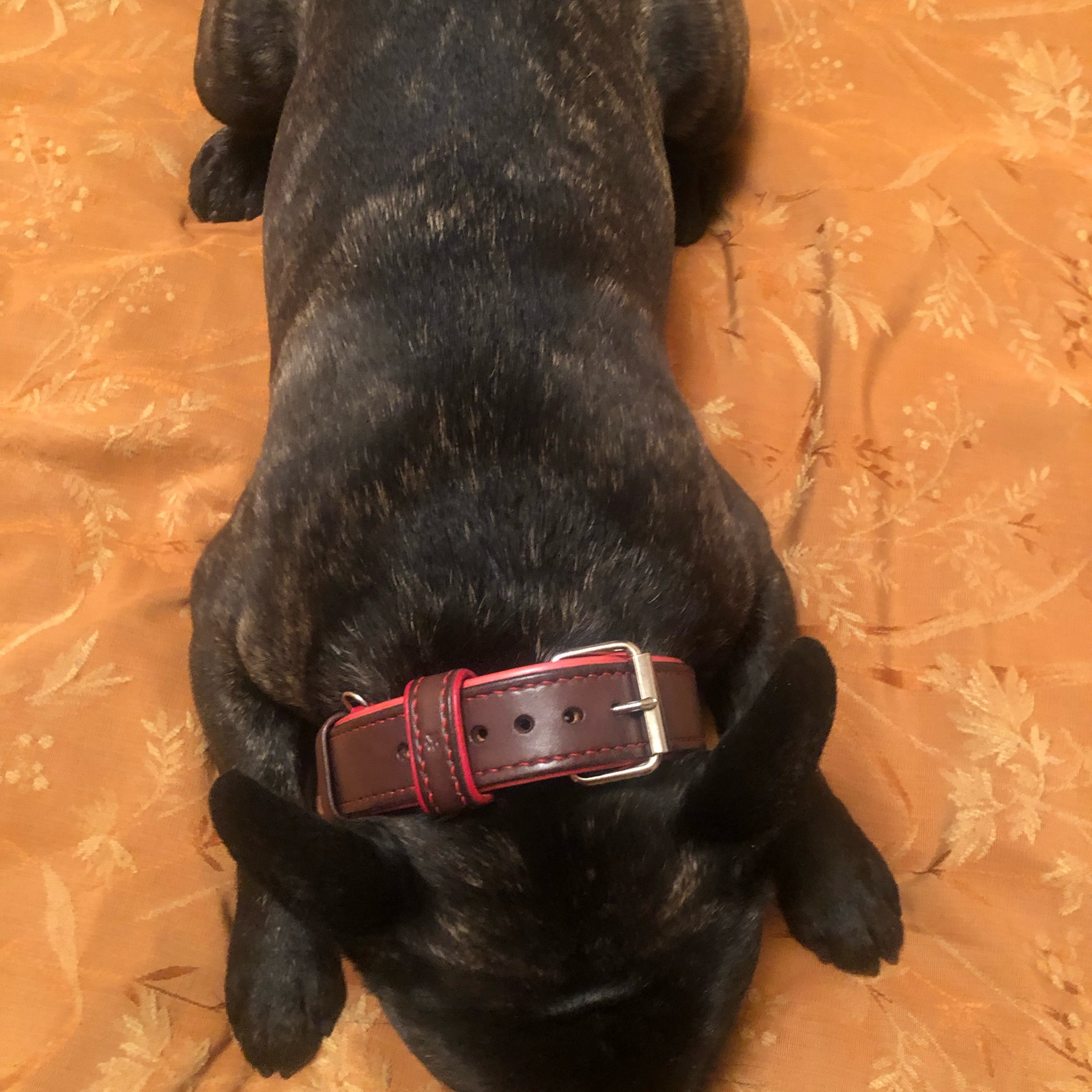 Фото №1 к отзыву покупателя Анна Преснякова о товаре Кожаный ошейник для собак, ширина 3,5 см.