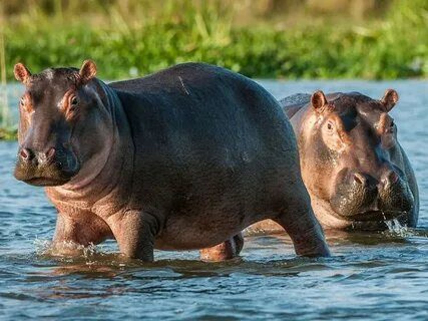 Фото №3 к отзыву покупателя Lina y los osos hormigueros о товаре Винтаж: Детская надувная игрушка Бегемот СССР