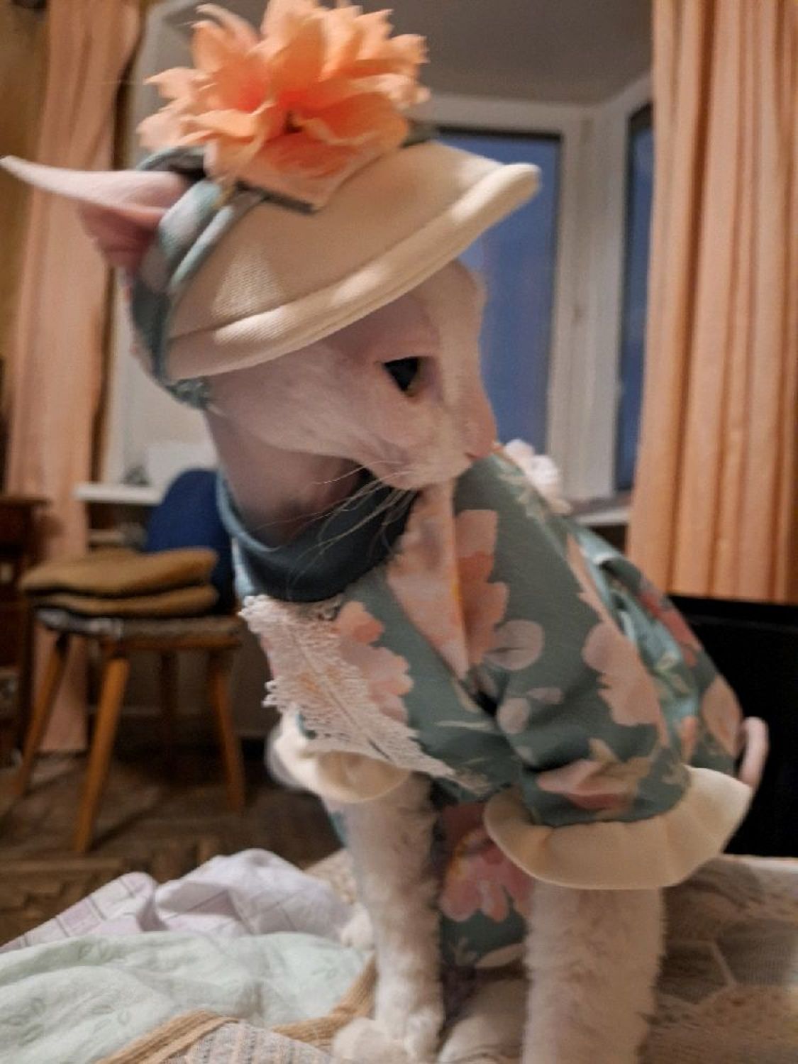 Photo №3 к отзыву покупателя Svanyuta Irina о товаре Одежда для кошек "Кошки на месяце" and 4 more items