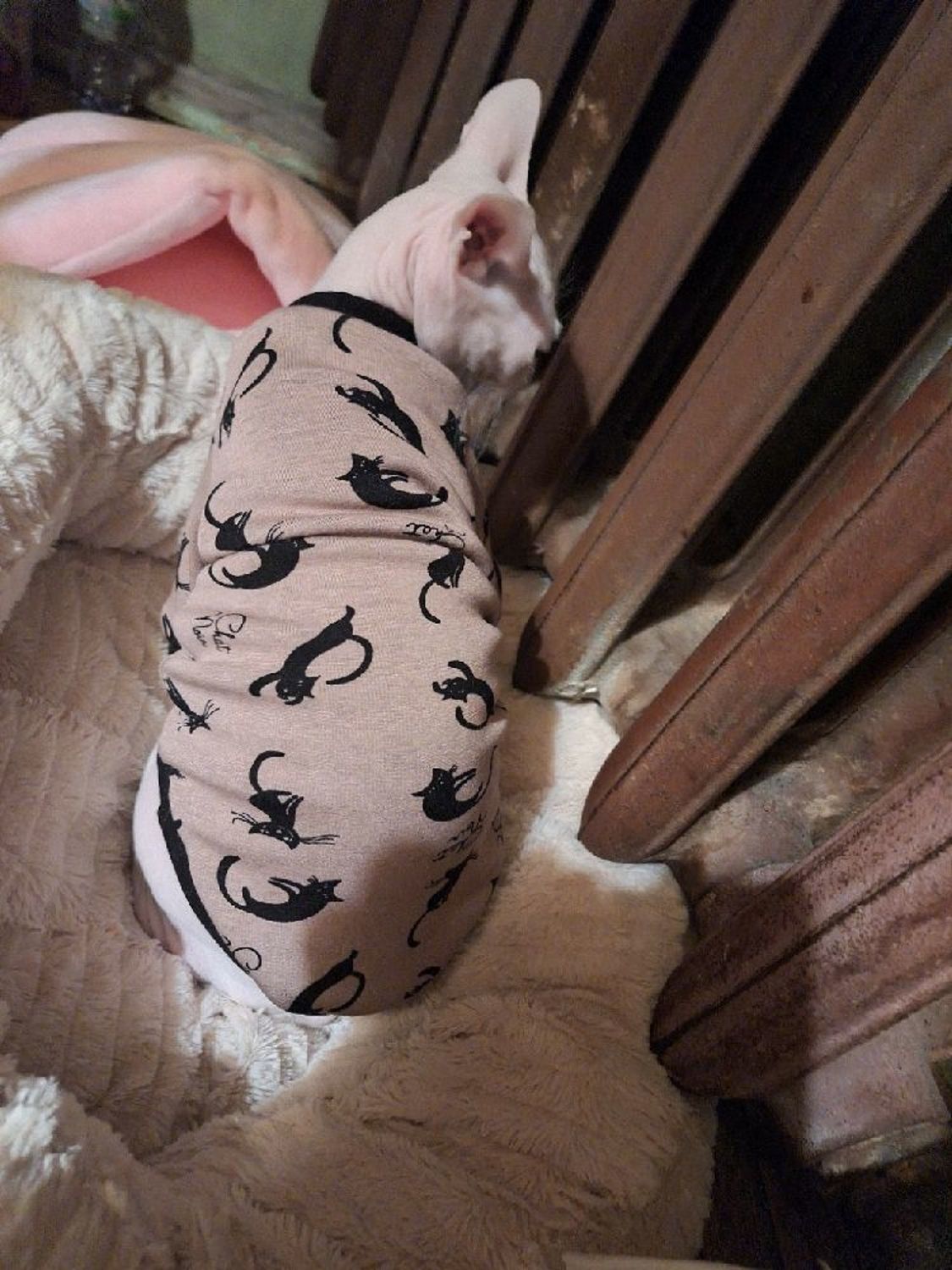 Photo №5 к отзыву покупателя Svanyuta Irina о товаре Одежда для кошек "Сладкие сны" and 6 more items