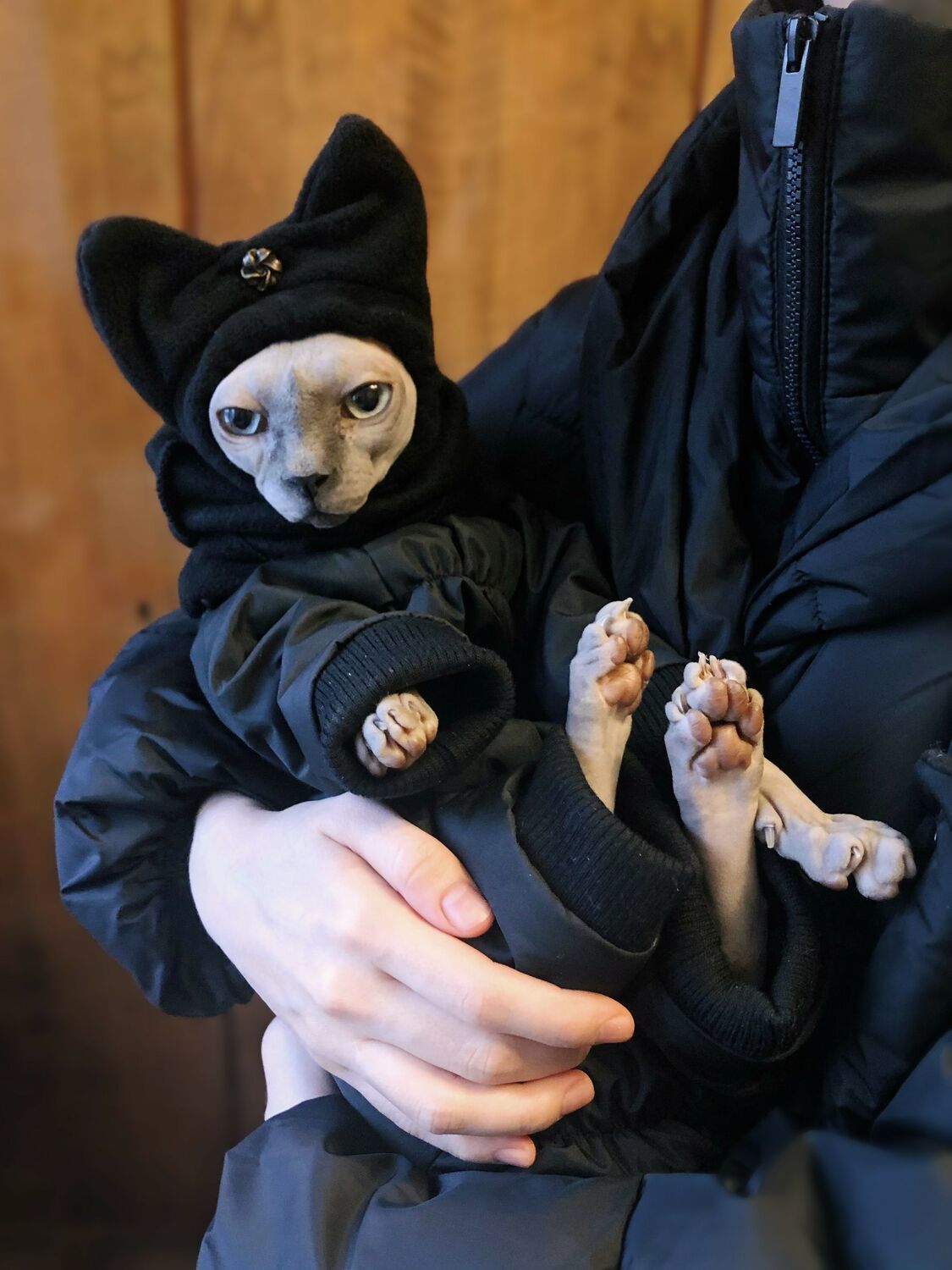 Фото №1 к отзыву покупателя Аня о товаре Одежда для кошек "Пуховик теплый зимний - Люкс черный"