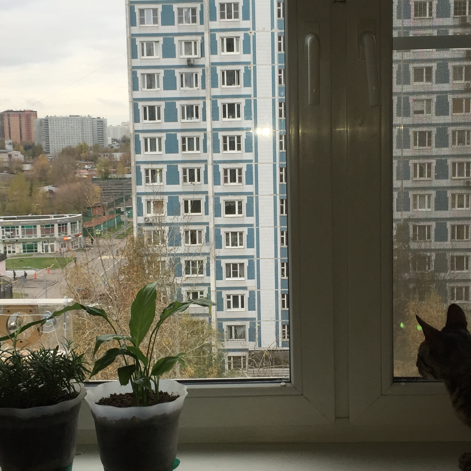 Фото №1 к отзыву покупателя Лариса о товаре Оконная кормушка для птиц "ЧИЖИК" на присосках