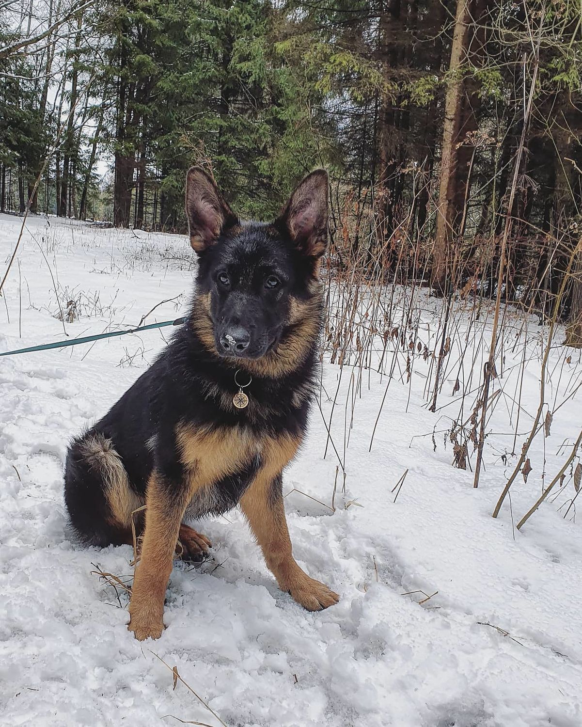 Фото №1 к отзыву покупателя GoldenFoxy о товаре Адресник Роза ветров