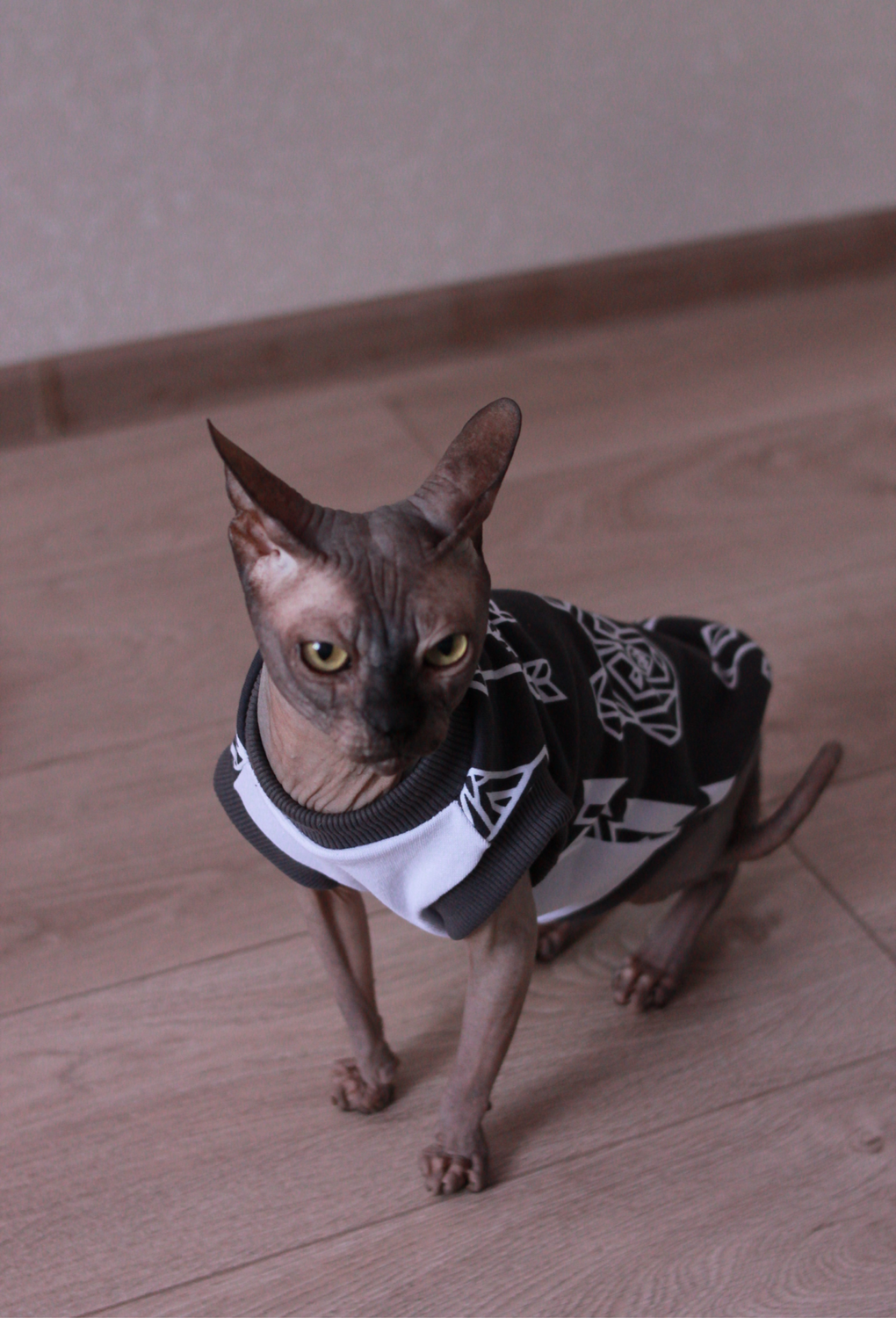 Фото №3 к отзыву покупателя noxthebrand о товаре Одежда для кошек "майка с наклейкой черная" и еще 3 товара