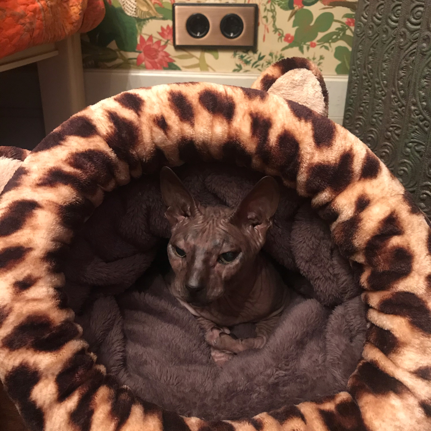 Фото №1 к отзыву покупателя Ирина  Щеголева  о товаре Лежанка - спальный мешок для кошки "Леопард" принт