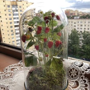 интерьерные композиции