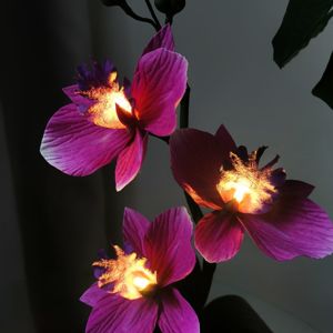 Небольшие орхидеи