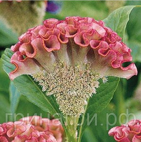 Celosia - zahradní dekorace a sušená květina do kytic, foto č.3