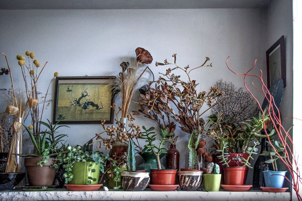 Какие комнатные растения полезны?