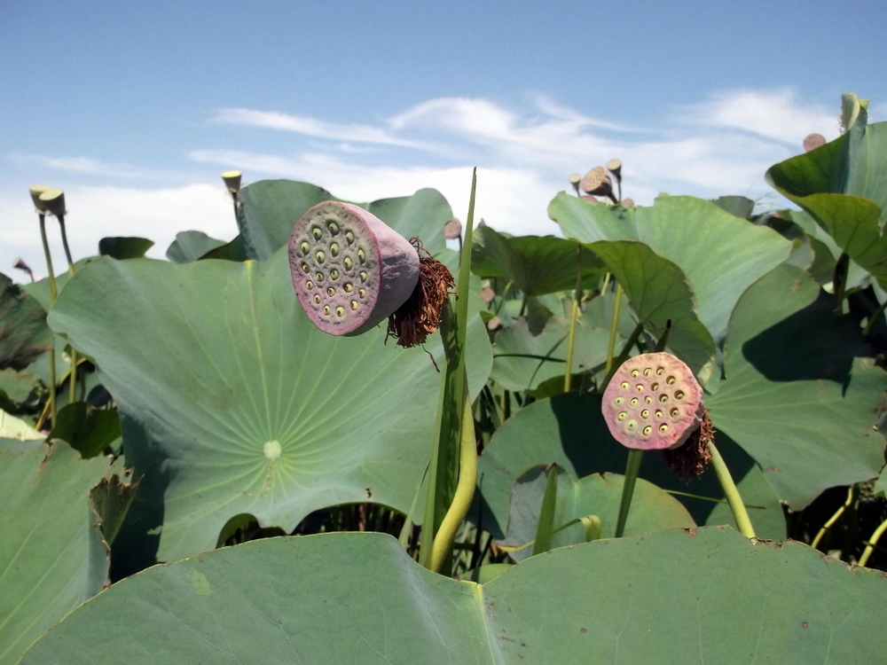 Вспоминая летний отпуск в круизе. Часть 2 Астрахань, сафари по дельте Волги в край цветущего лотоса и чуть КВНа, фото № 39