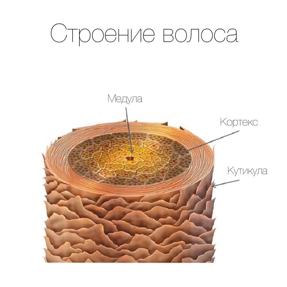 Как устроены наши волосы?: Персональные записи в журнале Ярмарки Мастеров