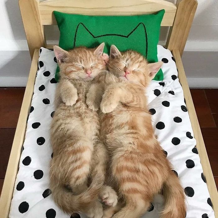На кровати лежит 2 песика и 4 котика