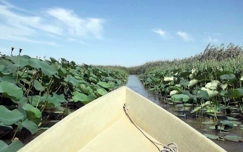 Вспоминая летний отпуск в круизе. Часть 2 Астрахань, сафари по дельте Волги в край цветущего лотоса и чуть КВНа, фото № 42