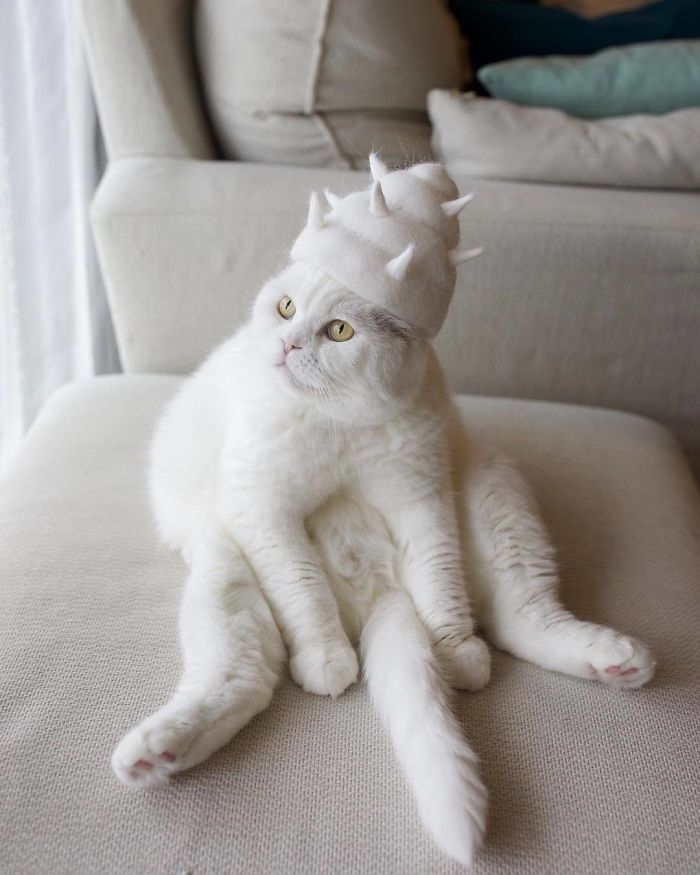 Attention Cats In Hats Japanese Ryo Yamazaki Makes Hats From