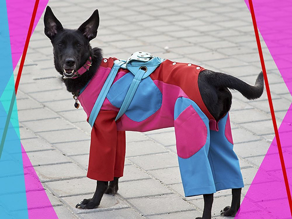 Одежда для собак своими руками Dress for dogs