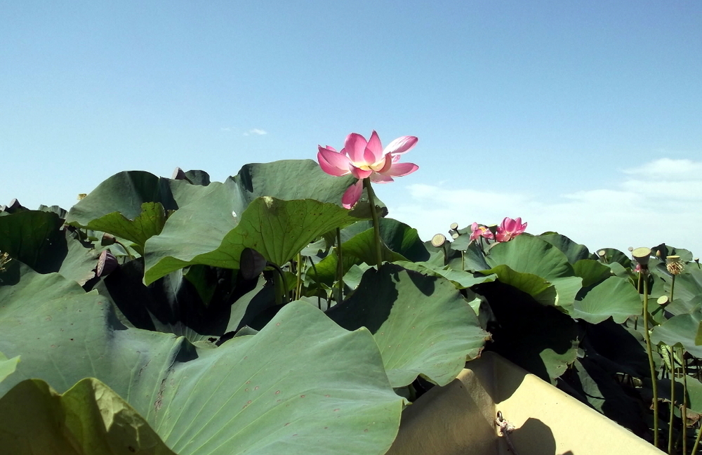 Вспоминая летний отпуск в круизе. Часть 2 Астрахань, сафари по дельте Волги в край цветущего лотоса и чуть КВНа, фото № 37