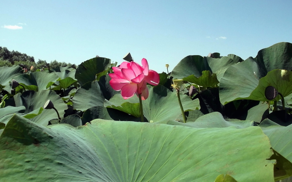 Вспоминая летний отпуск в круизе. Часть 2 Астрахань, сафари по дельте Волги в край цветущего лотоса и чуть КВНа, фото № 41