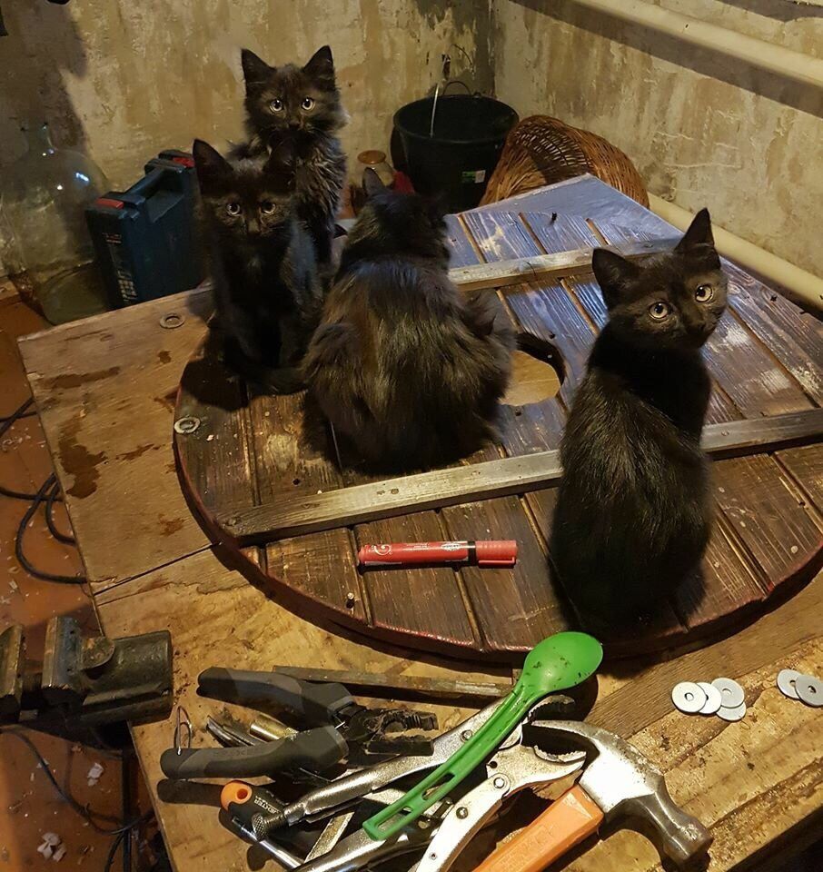 Черные коты приносят удачу и защищают от воров, фото № 1