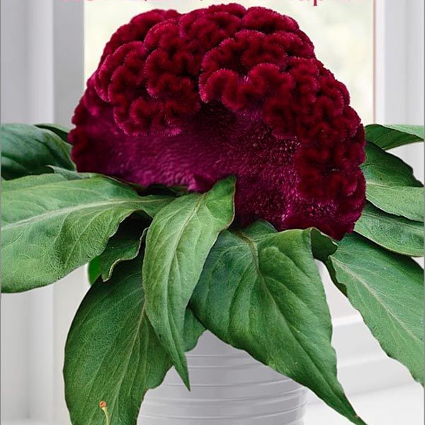 Celosia - zahradní dekorace a sušená květina do kytic, foto č.9