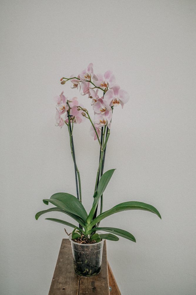 Тропики дома как правильно выбрать орхидеи и ухаживать за ними?, фото № 2