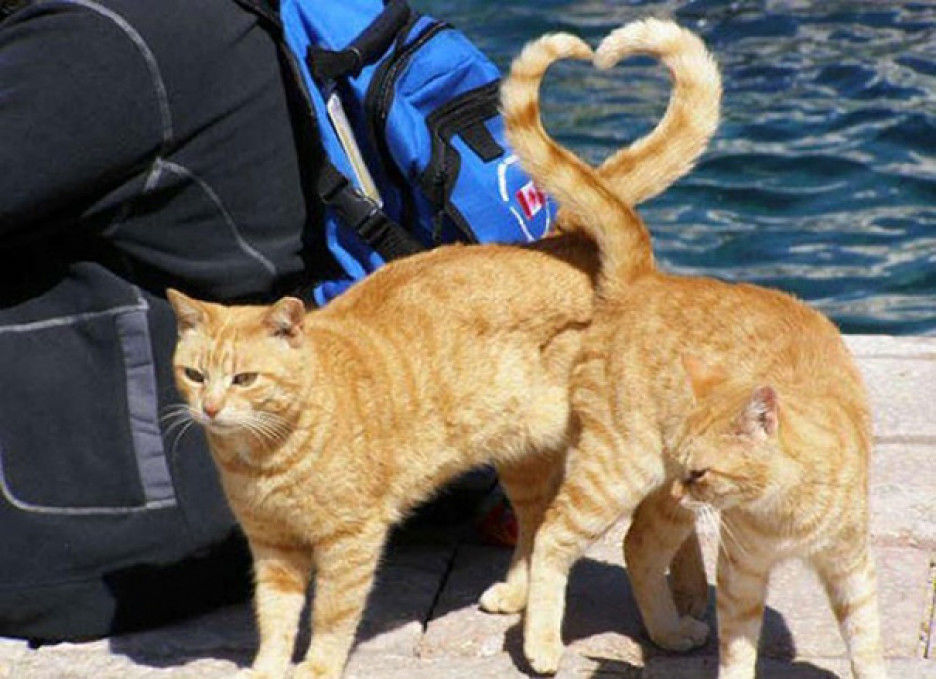 С кошками смешное