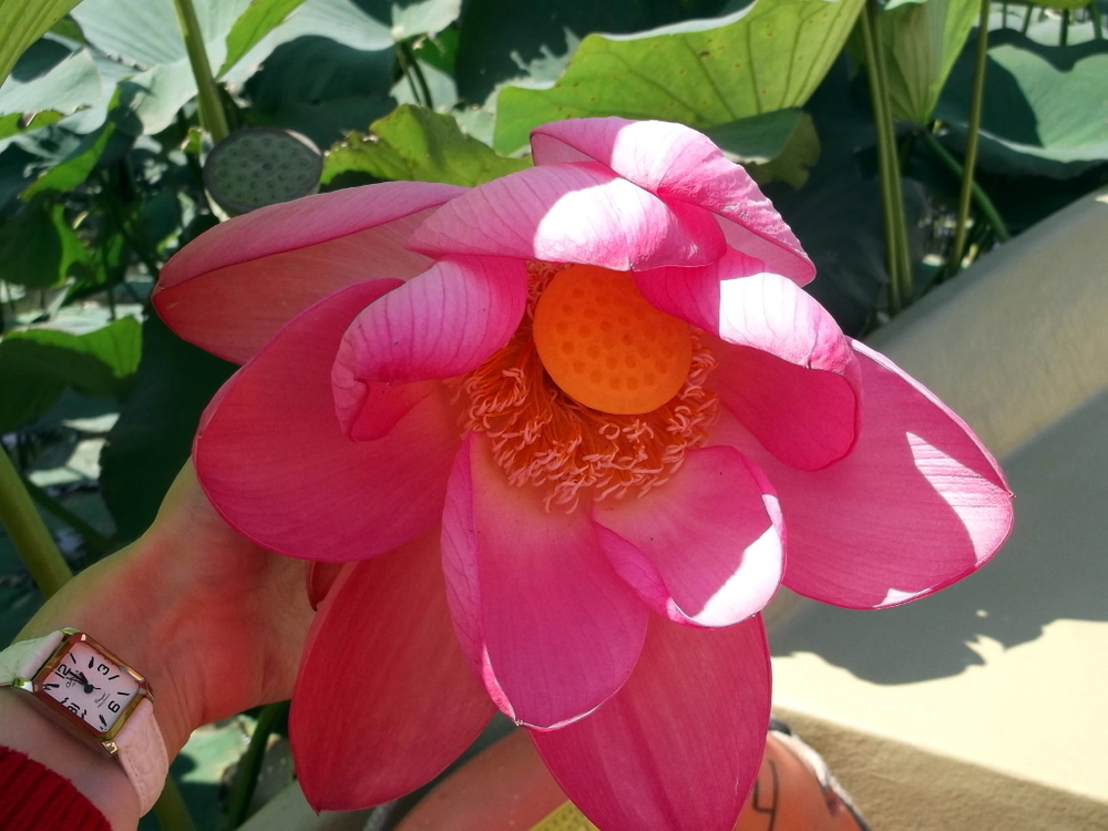 Вспоминая летний отпуск в круизе. Часть 2 Астрахань, сафари по дельте Волги в край цветущего лотоса и чуть КВНа, фото № 38