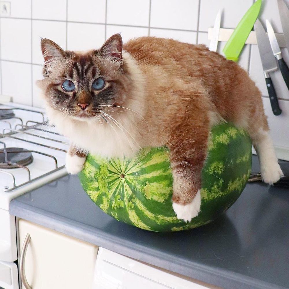 Кот на арбузе мем