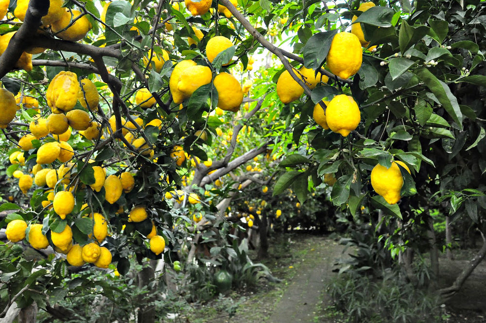 Meyer Lemon. One of the most cold tolerant lemons Eureka lemon tree, Eureka lemo