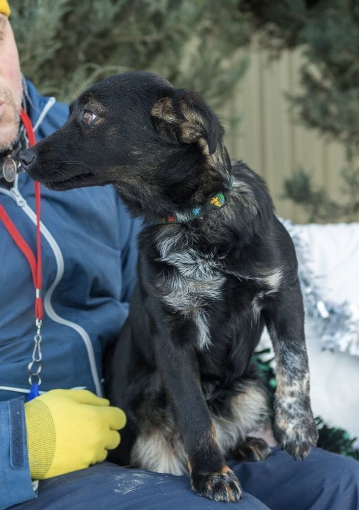 Приют домик мелкашей для маленьких собак москва