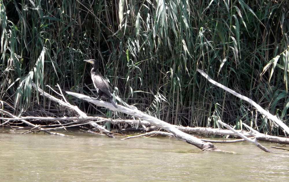 Вспоминая летний отпуск в круизе. Часть 2 Астрахань, сафари по дельте Волги в край цветущего лотоса и чуть КВНа, фото № 23