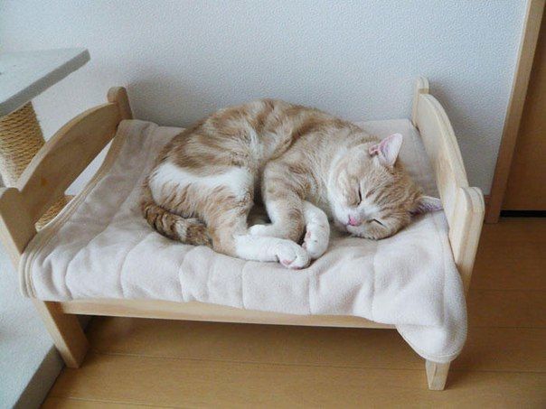 Кот и спинка кровати